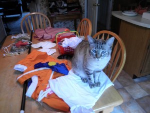 A brownish cat sits on a table with a Sailor Venus costume laying on it.