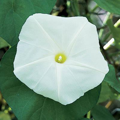 a white morning glory with green leaves and yellow center