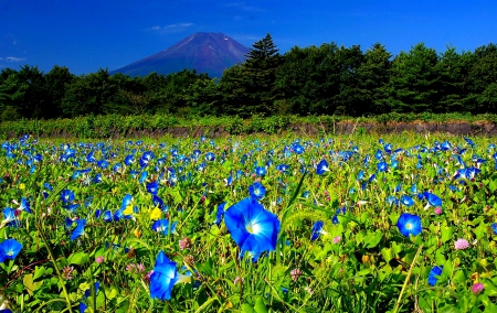 a field of blue morning glories with trees and a mountain in the background